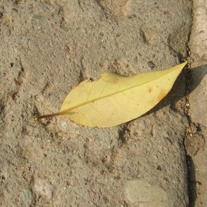 香蕉在线观看视频
